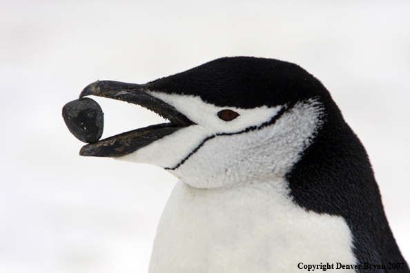 Chinstrap penguin in habitat