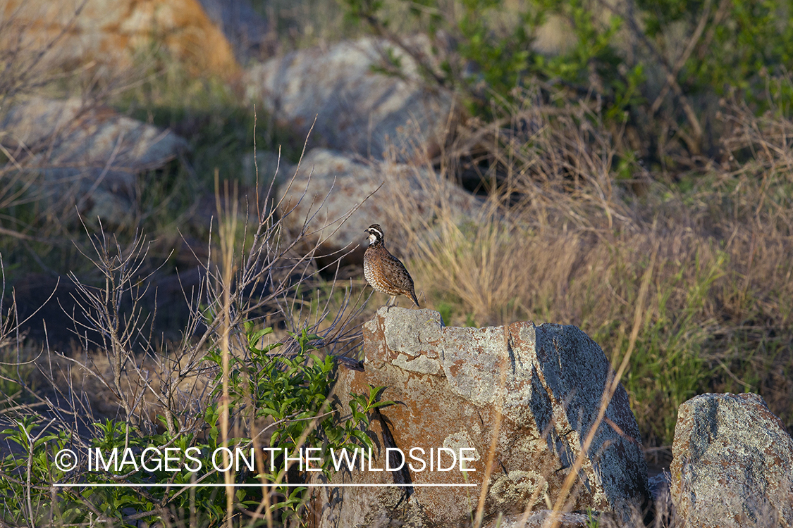 Bobwhite Quail calling.
