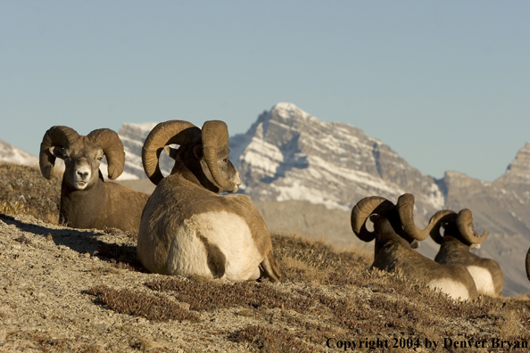 Herd of Rocky Mountain bighorn sheep (rams).