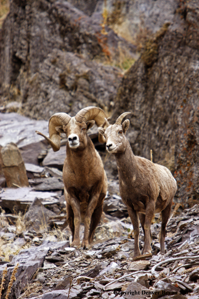 Rocky Mountain Big Horn Sheep