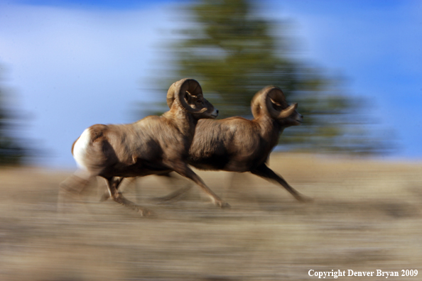 Rocky Mountain Bighorn Sheep