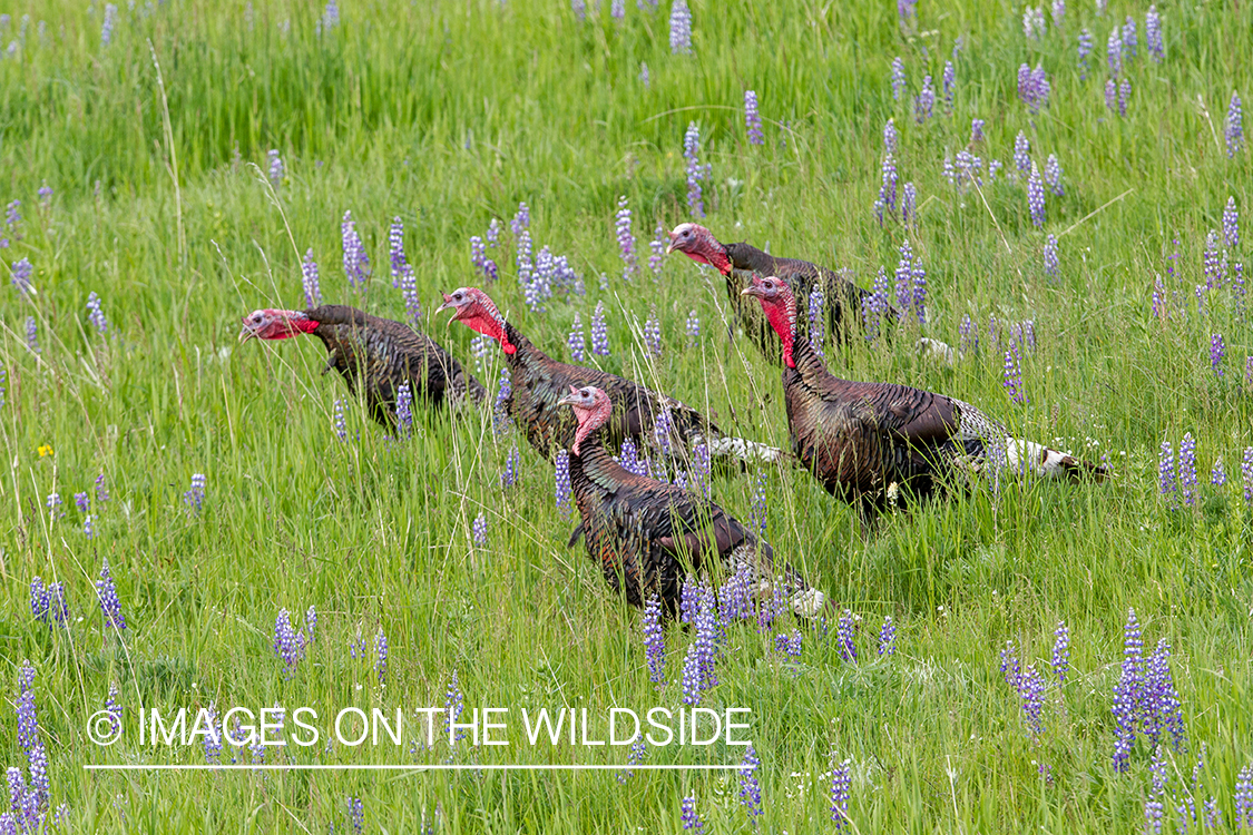 Merriam turkey in field of lupine.