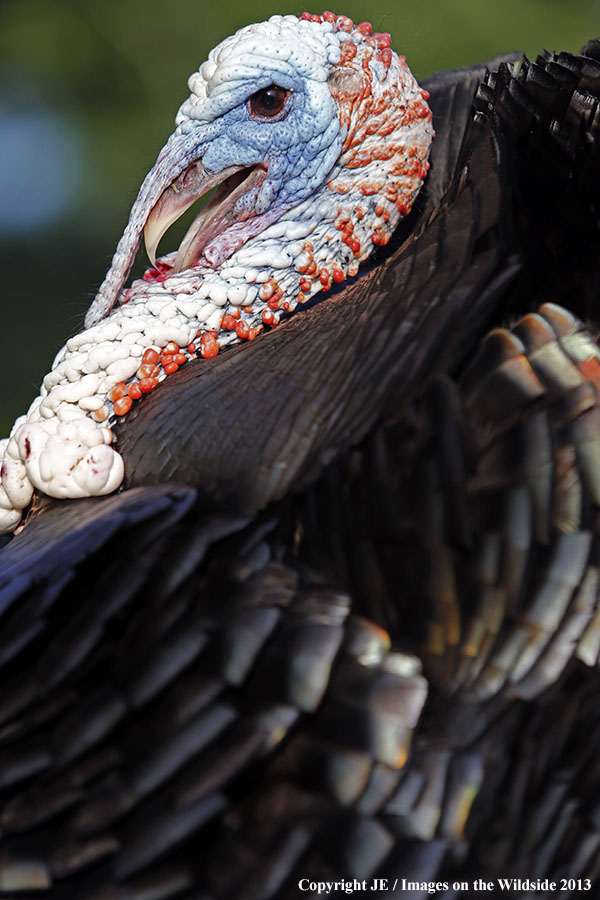 Rio Grande Turkey in habitat. 