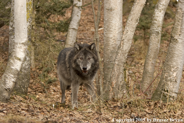Gray wolf (black phase) in habitat.