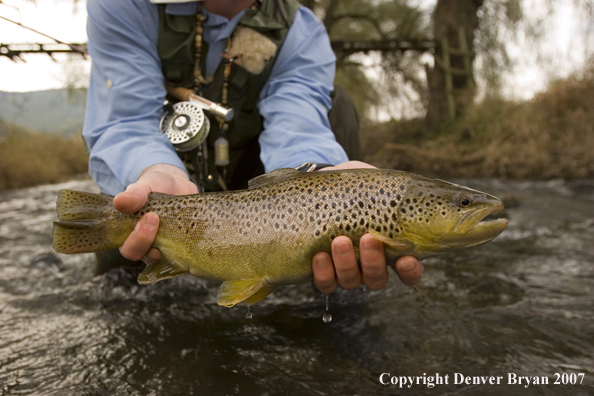 Close-up of nice brown trout.