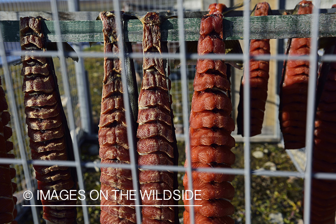 Arctic Char fillets drying in sun.