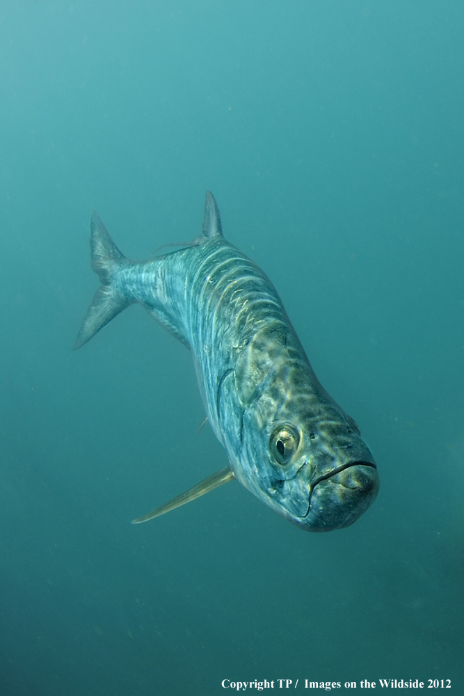 Tarpon in habitat. 