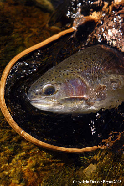 Rainbow trout in habitat