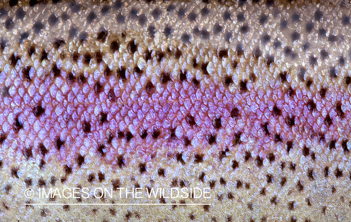 Closeup of Rainbow Trout.