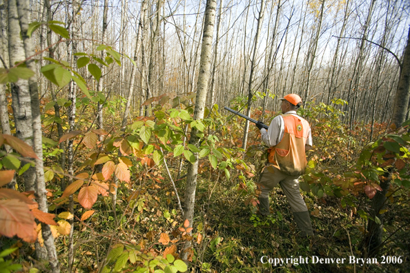 Upland bird hunter in woods.