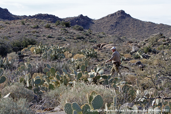 Upland game bird hunter hunting desert quail in Arizona.