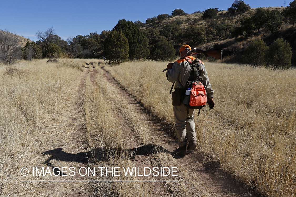 Mearns quail hunter in field.