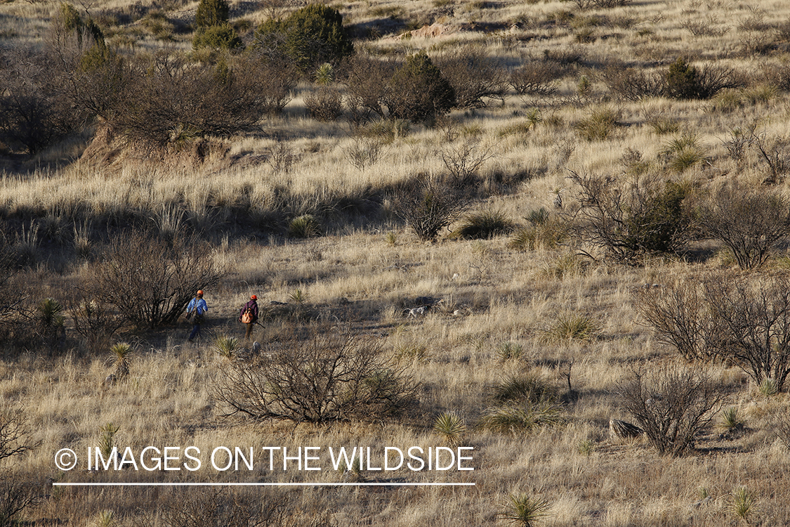 Upland game bird hunters with dogs in field.