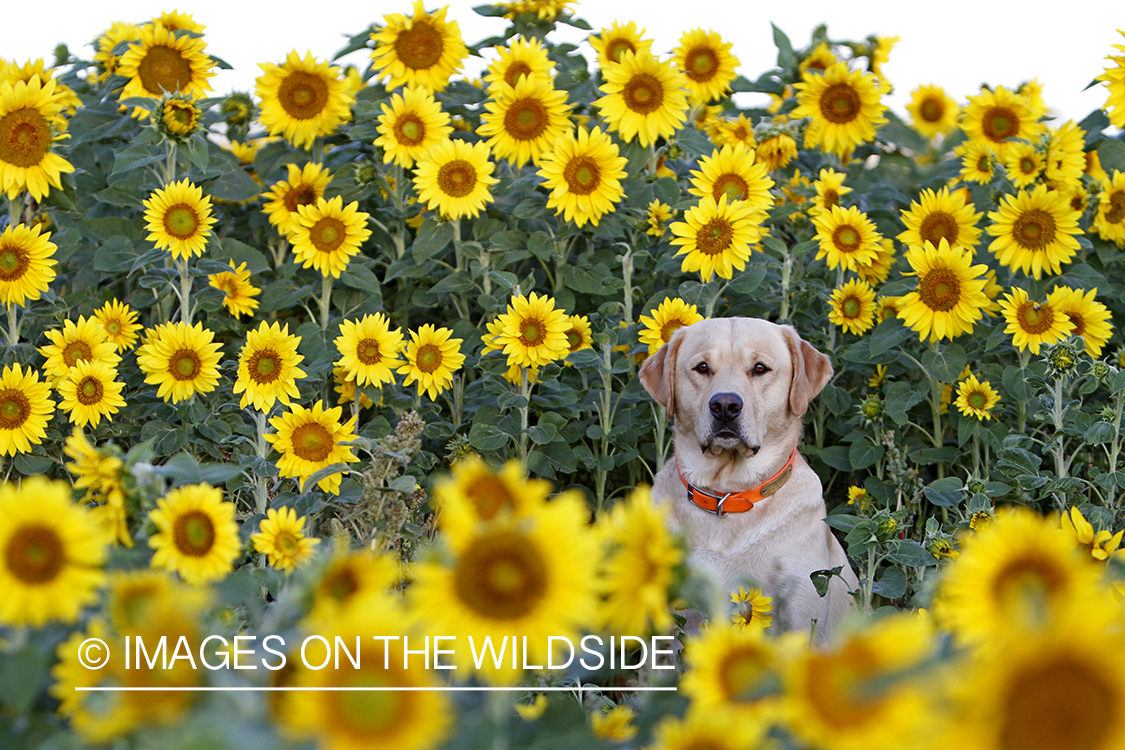 Yellow lab on a dove hunt in a sunflower field. 
