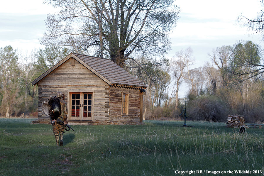 Turkey hunter in field with bagged turkey.