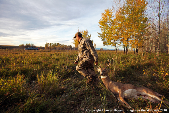 Bowhunter dragging downed white-tailed buck to pickup