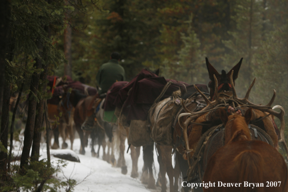 Packstring on elk hunt