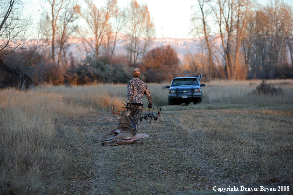 Bowhunter with Whitetail Deer