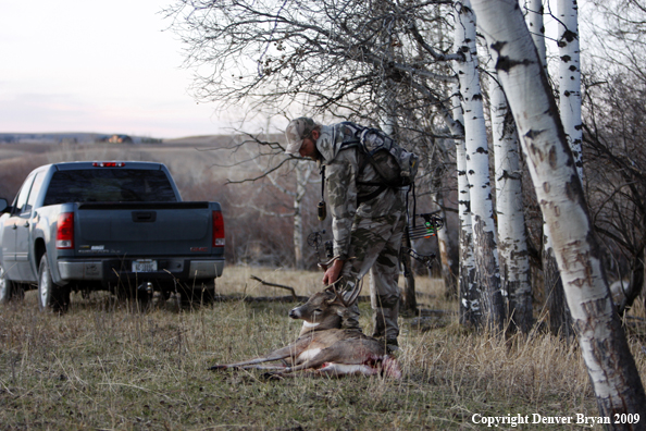 Bowhunter with bagged whitetail buck.