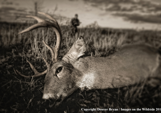 Bowhunter approaching whitetail buck kill. (Original image # 11049-017.53D)