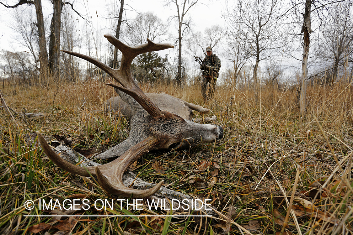 Bowhunter approaching downed white-tailed buck.