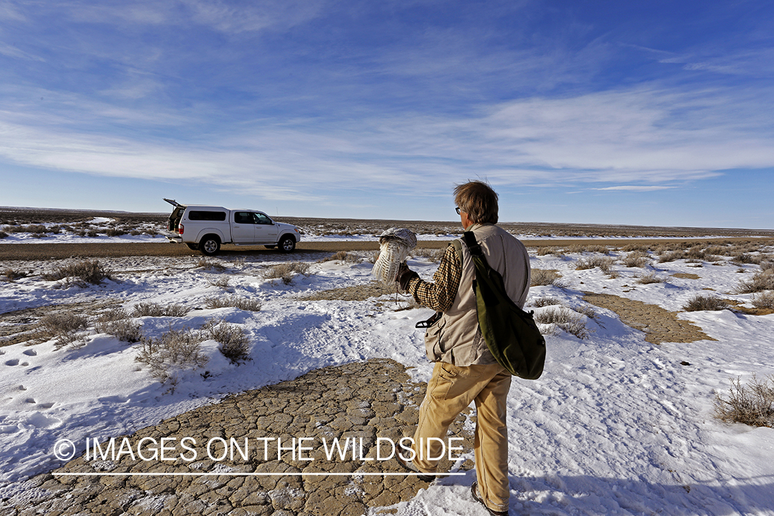 Falconer in field with gyr falcon.