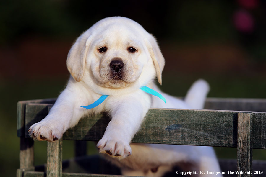 Yellow labrador retriever puppy.