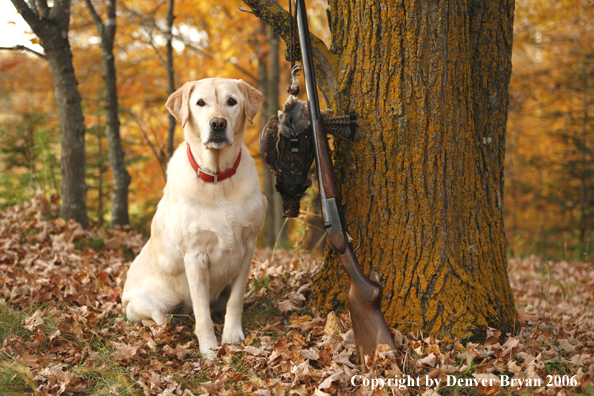 Yellow Labrador Retriever with bagged grouse and gun in woods