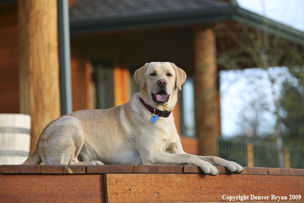 Yellow Labrador Retriever on deck