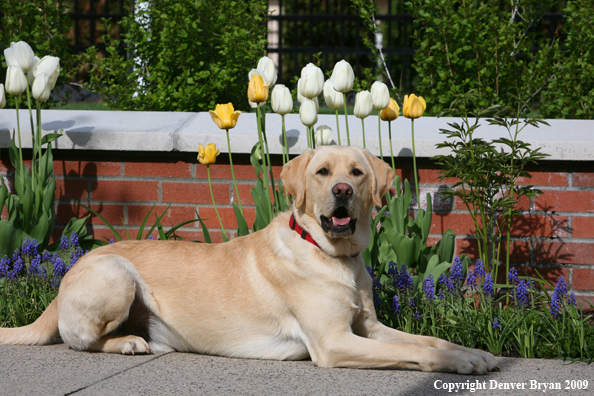 Yellow Labrador Retriever by flowers
