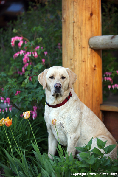 Yellow Labrador Retriever by flowers