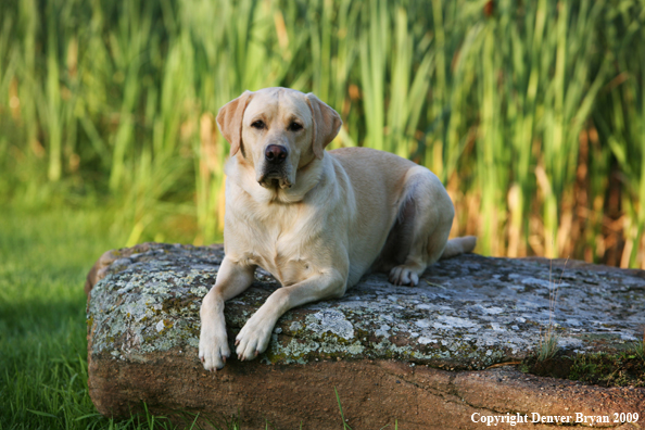 Yellow Labrador Retriever on rock