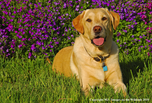 Yellow Labrador Retriever
