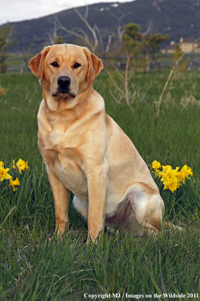 Yellow Labrador Retriever.
