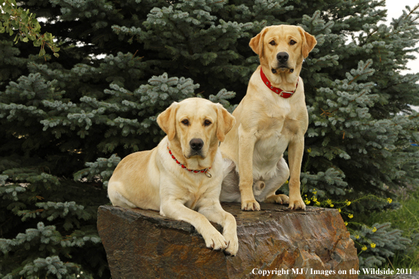 Yellow Labrador Retrievers.
