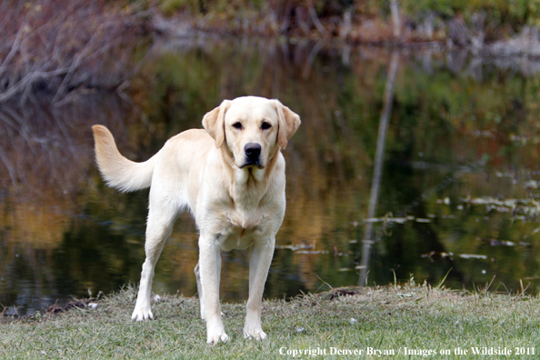 Yellow Labrador Retriever.