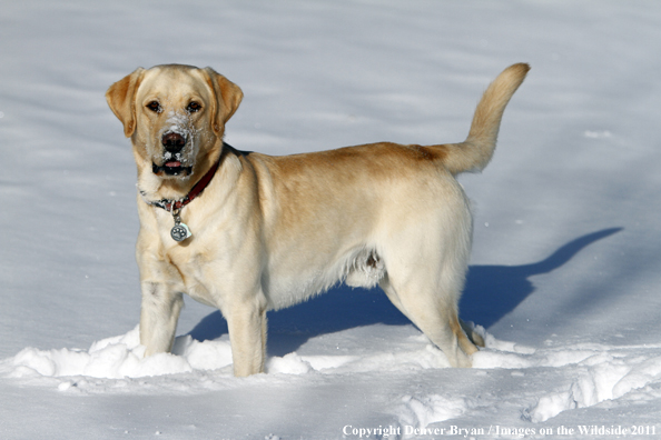 Yellow Labrador Retriever in snow. 