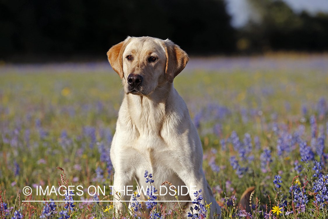 Yellow labrador retriever in field of wildflowers.