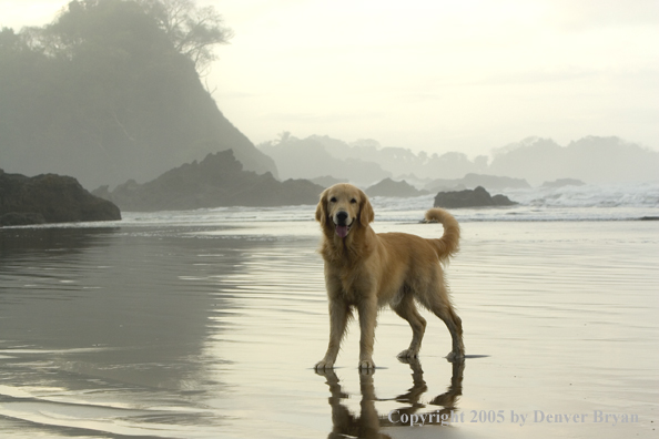 Golden Retriever on ocean beach.