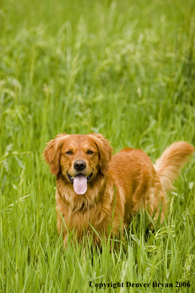 Golden Retriever.
