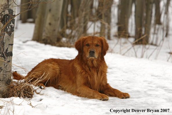 Golden Retriever in the snow.
