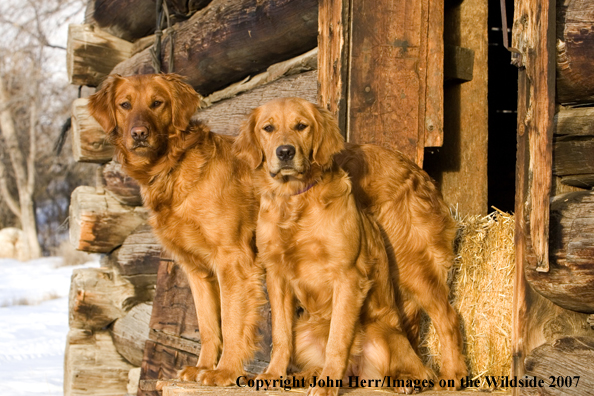 Golden Retrievers