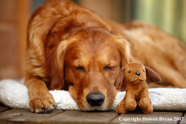Golden Retriever on porch with toy