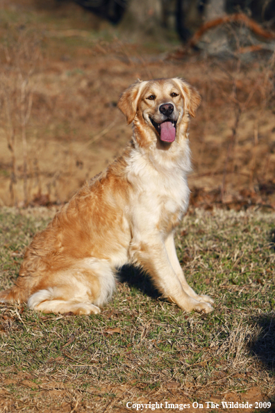 Golden Retriever