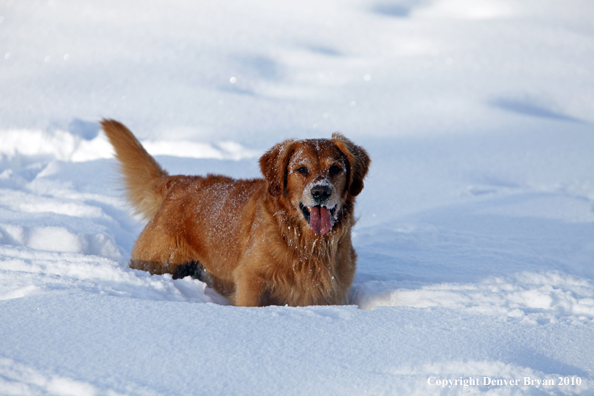 Golden retriever playing in snow.