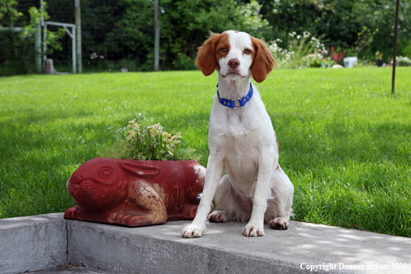 Brittany Spaniel in yard