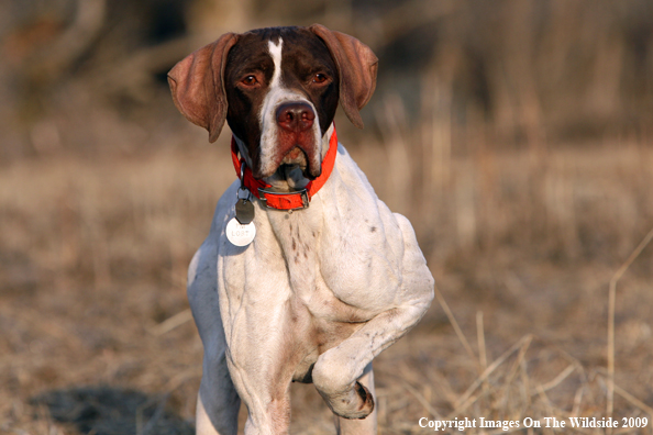 English Pointer in field