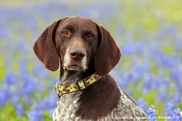 German Shorthair Pointer