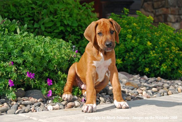 Rhodesian Ridgeback puppy in yard.