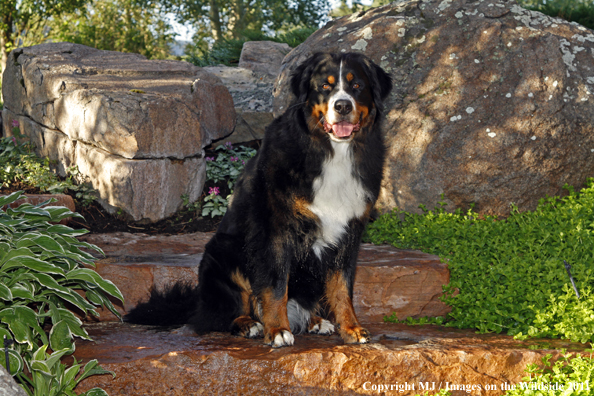 Bernese Mountain Dog. 